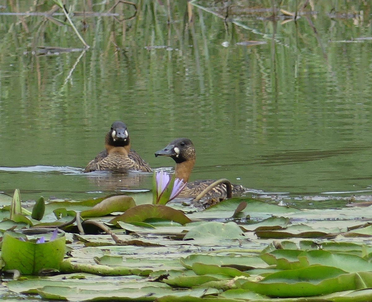White-backed Duck - ML641068257