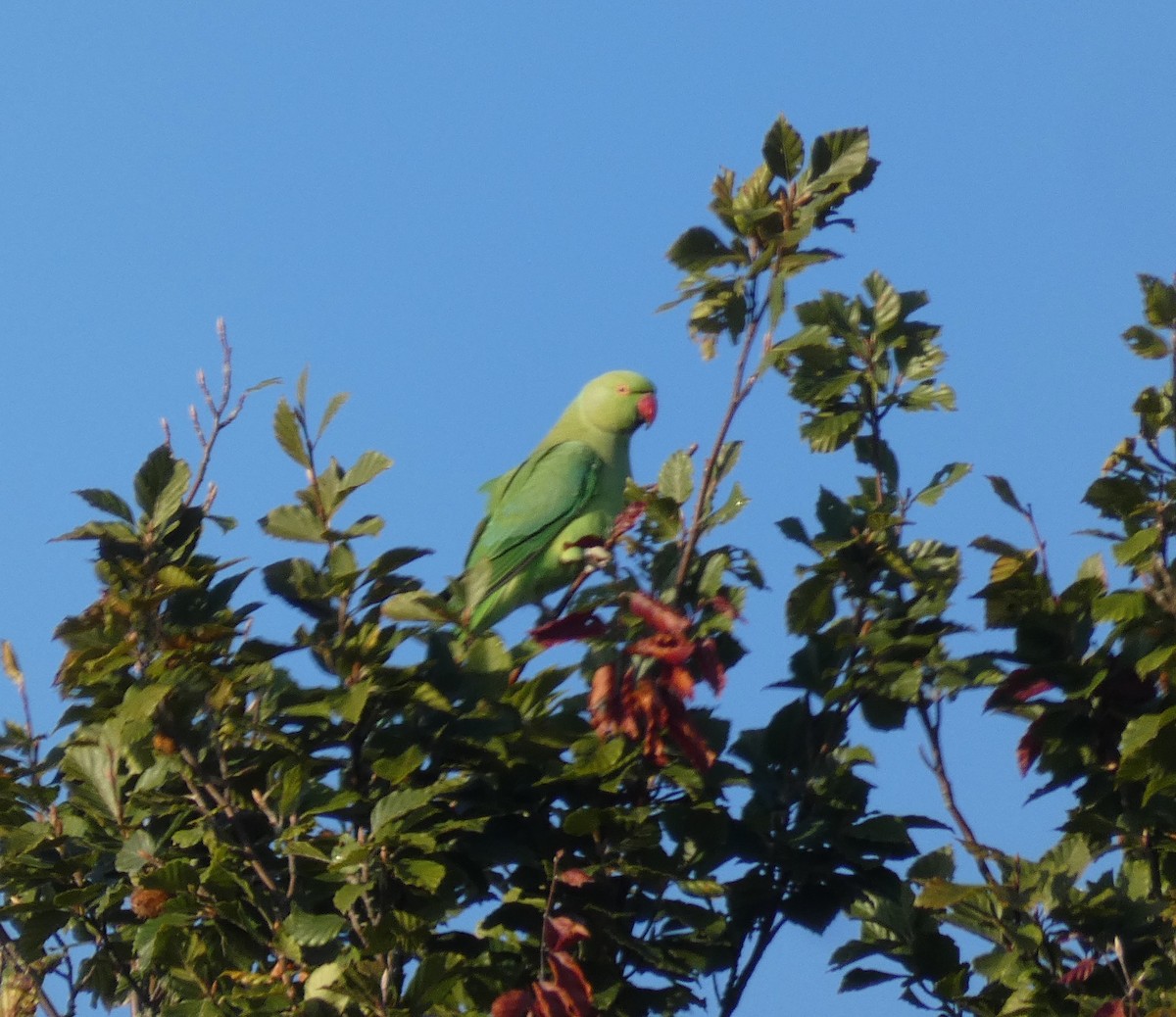 Rose-ringed Parakeet - ML641068258
