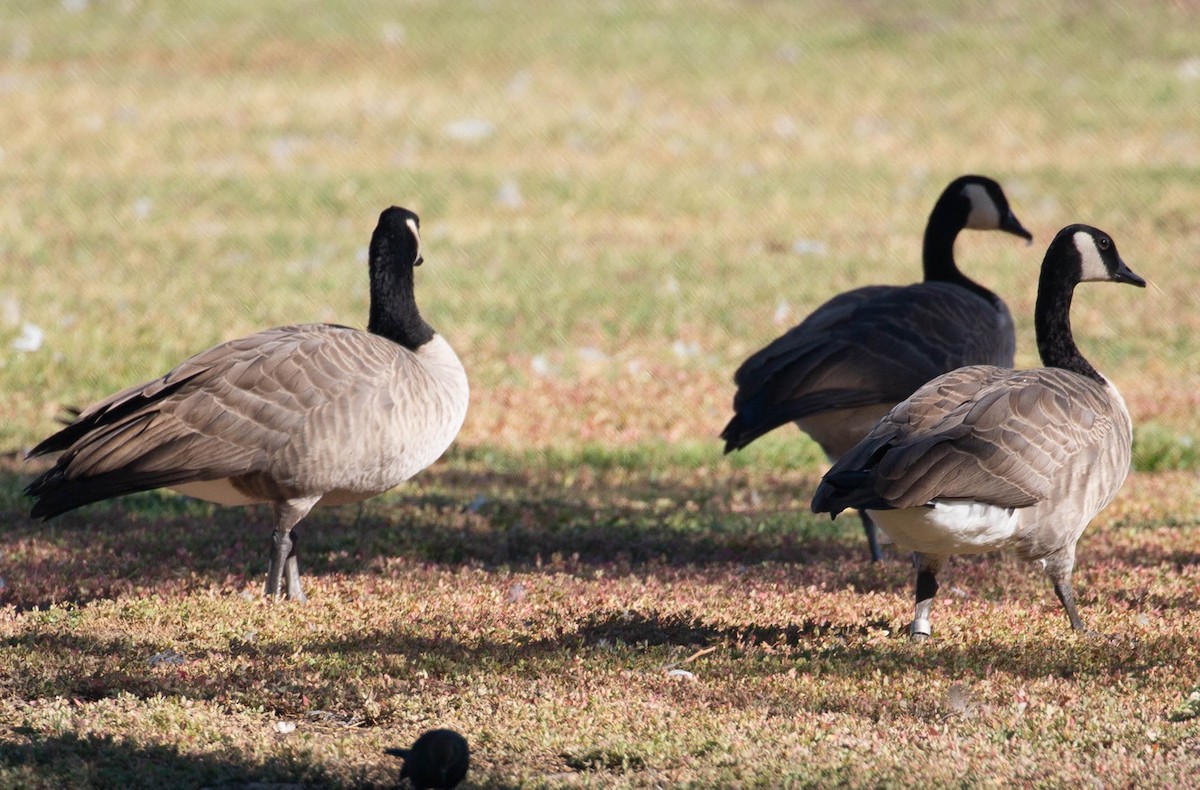 Canada Goose - ML641068261