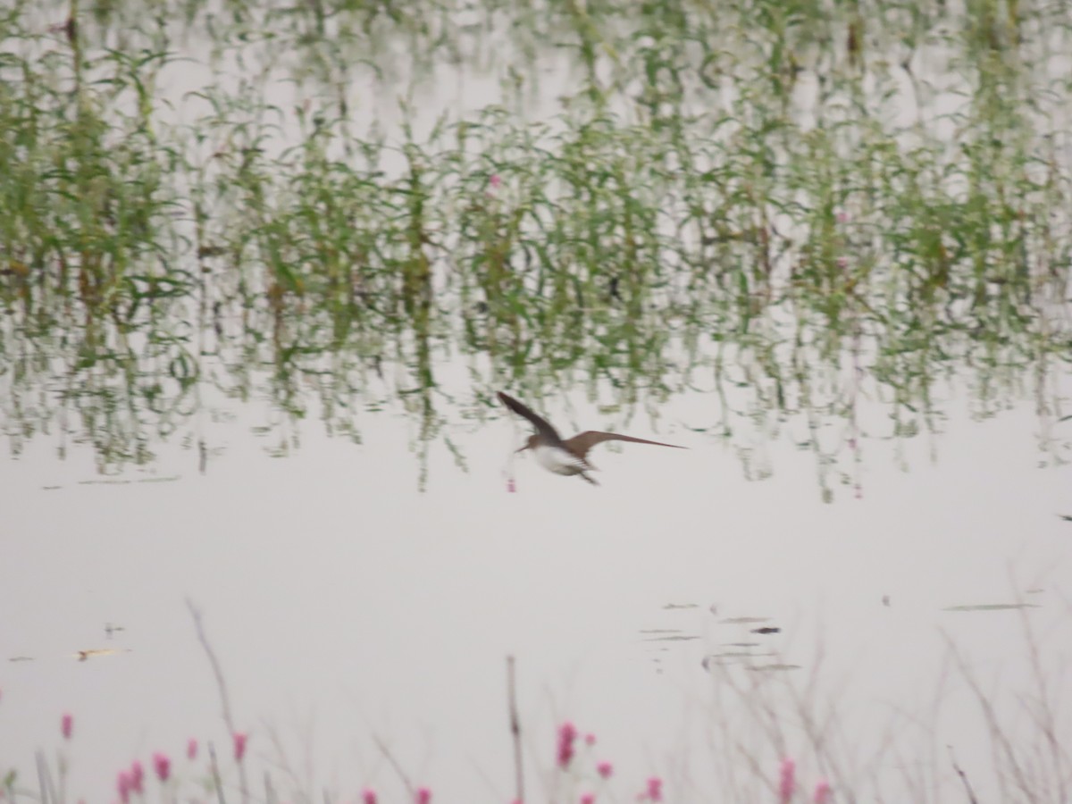 Solitary Sandpiper - ML641068263