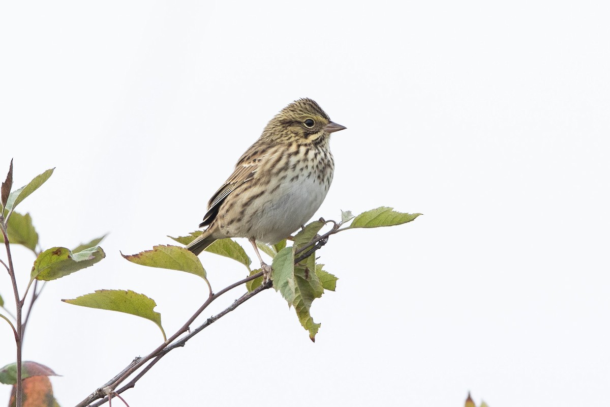 Savannah Sparrow - ML641068266