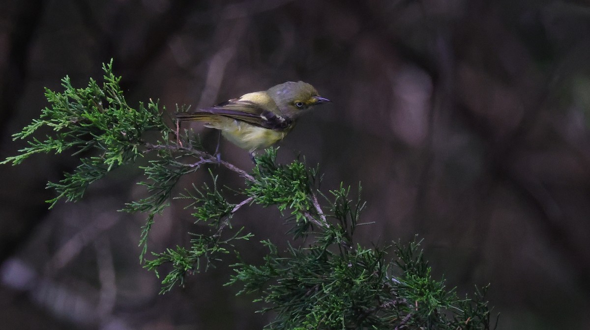 White-eyed Vireo - ML641068278