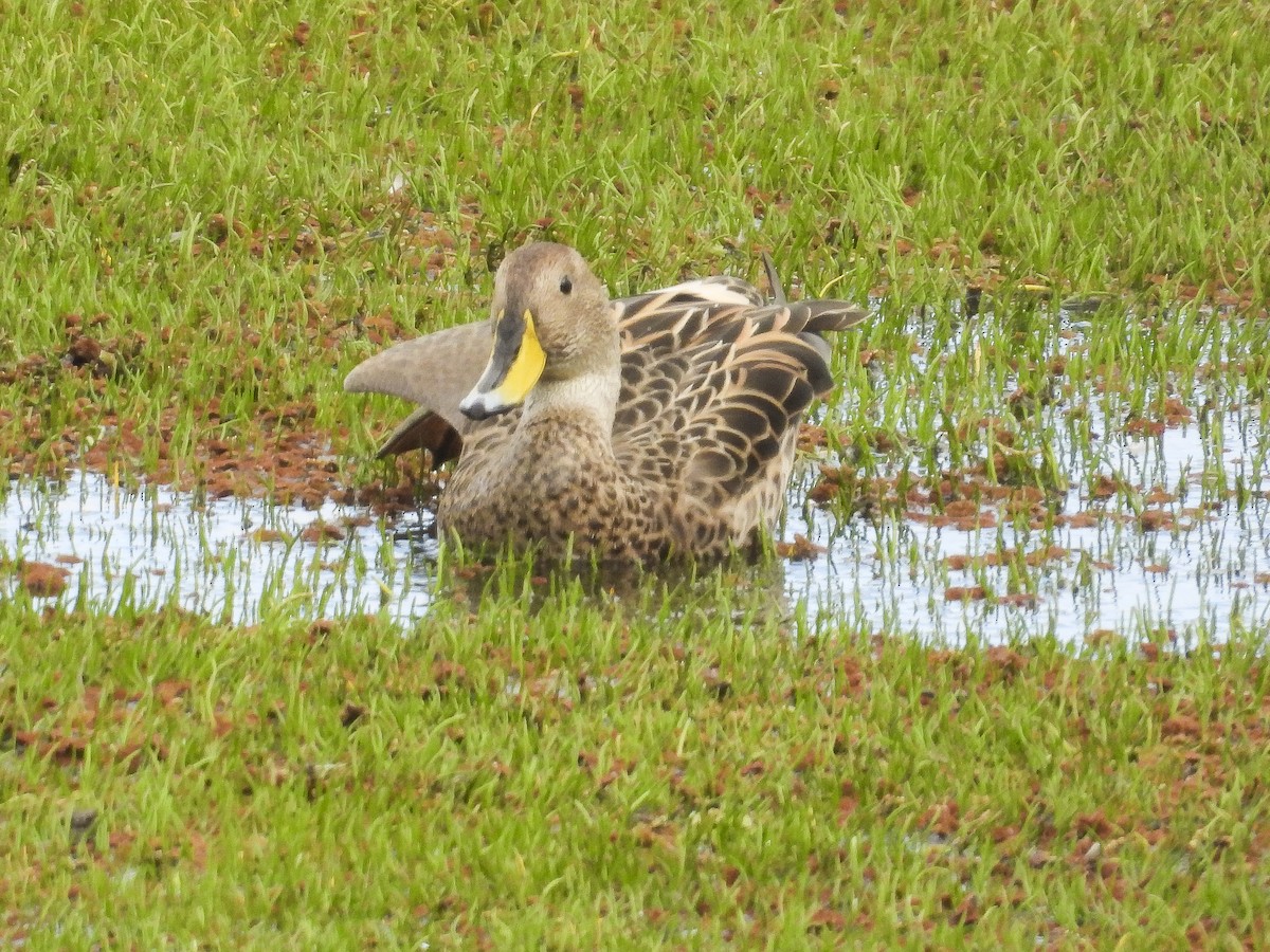Yellow-billed Pintail (South American) - ML641068285