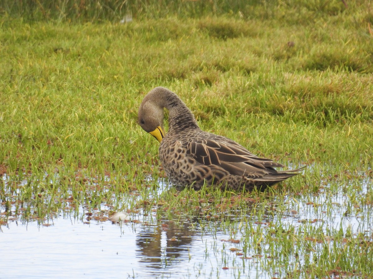 Yellow-billed Pintail (South American) - ML641068299