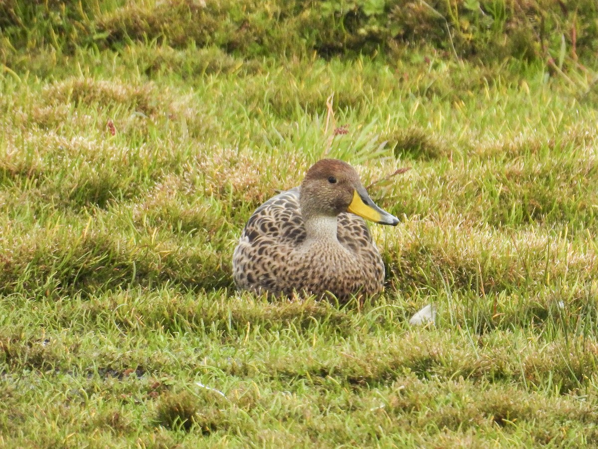 Yellow-billed Pintail (South American) - ML641068300