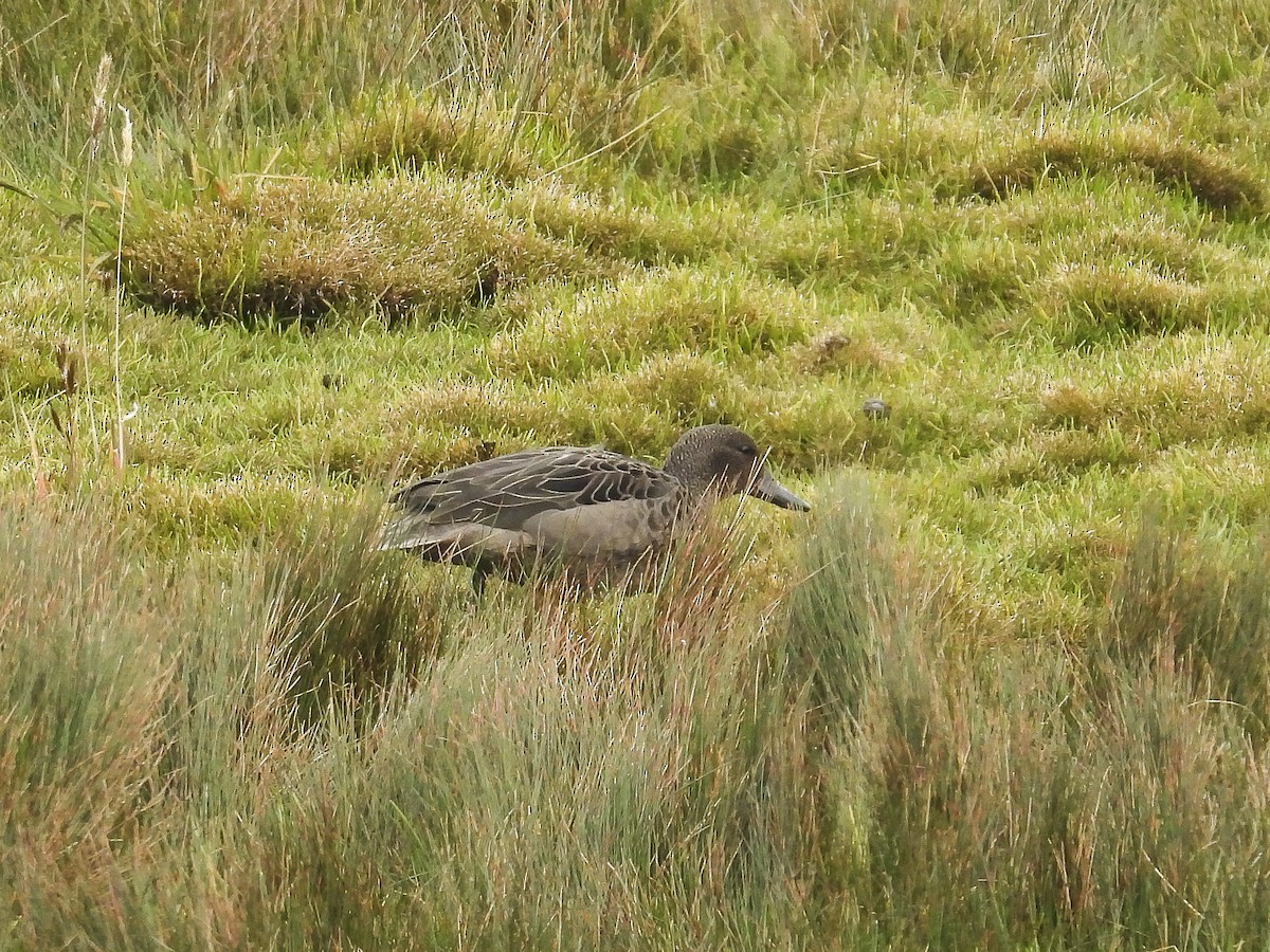 Andean Teal (Andean) - ML641068304