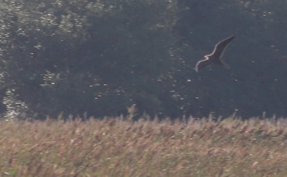 Peregrine Falcon - ML641068341