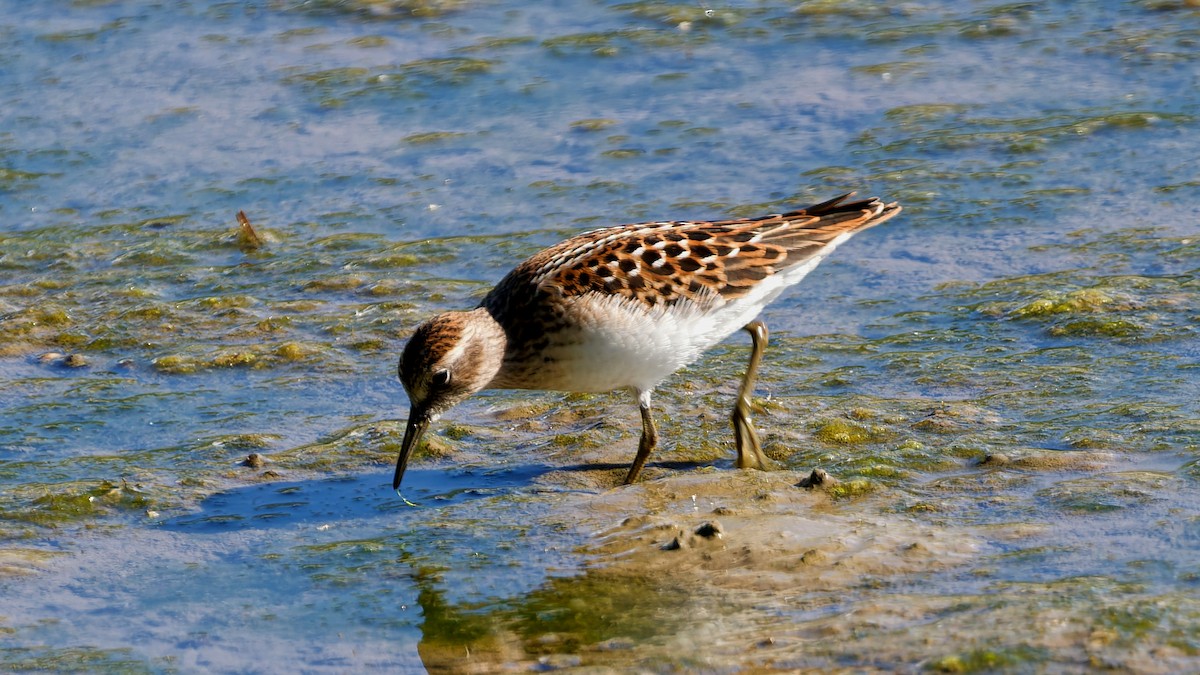 pygmésnipe - ML641068355
