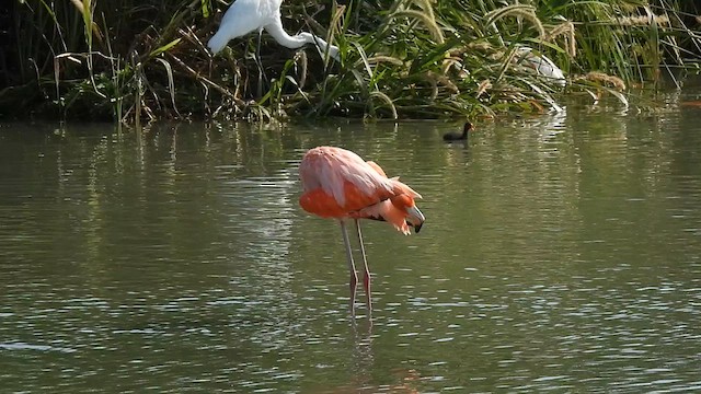 American Flamingo - ML641068356