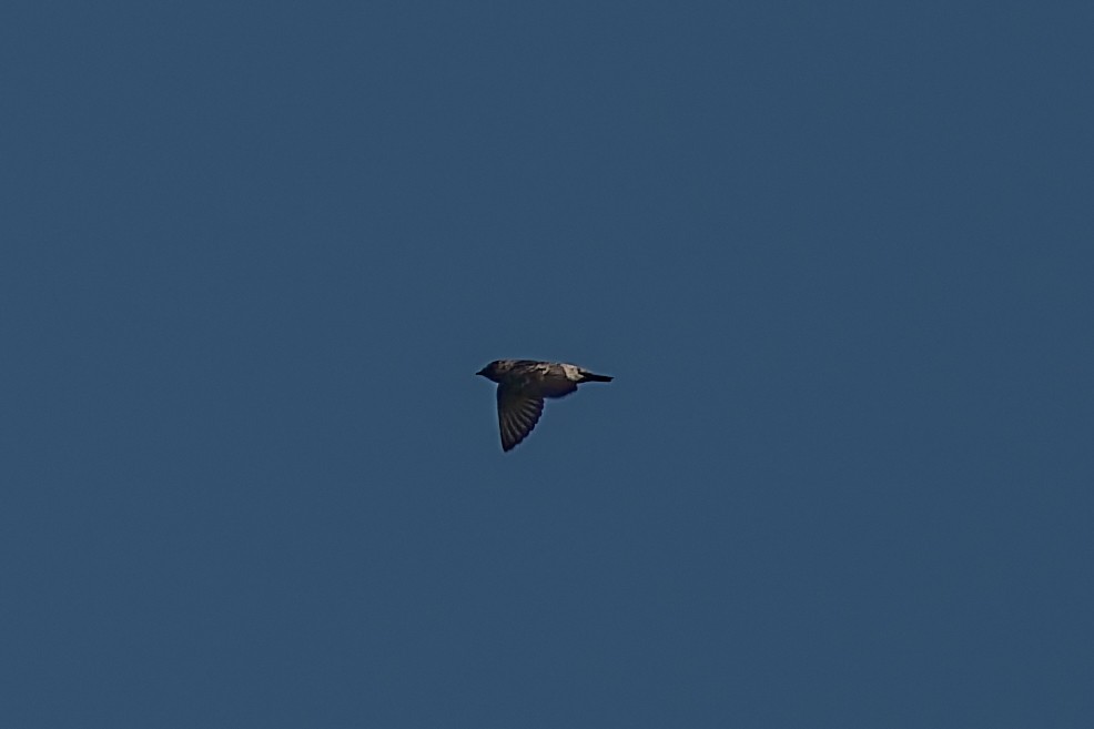 Cliff Swallow - ML641068363
