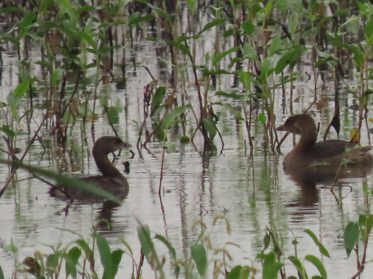 Pied-billed Grebe - ML641068365