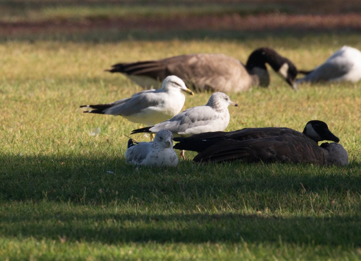 Ring-billed Gull - ML641068375