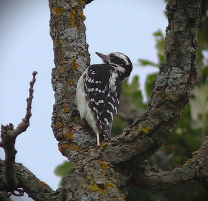 Hairy Woodpecker - ML641068383