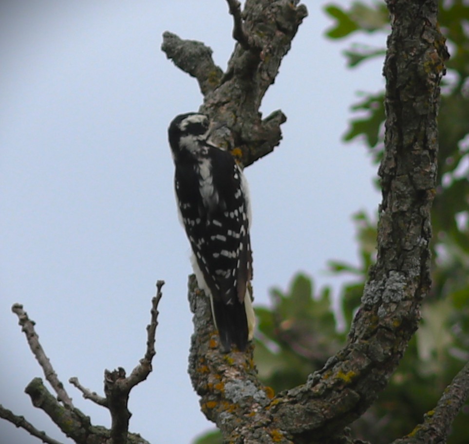 Hairy Woodpecker - ML641068392