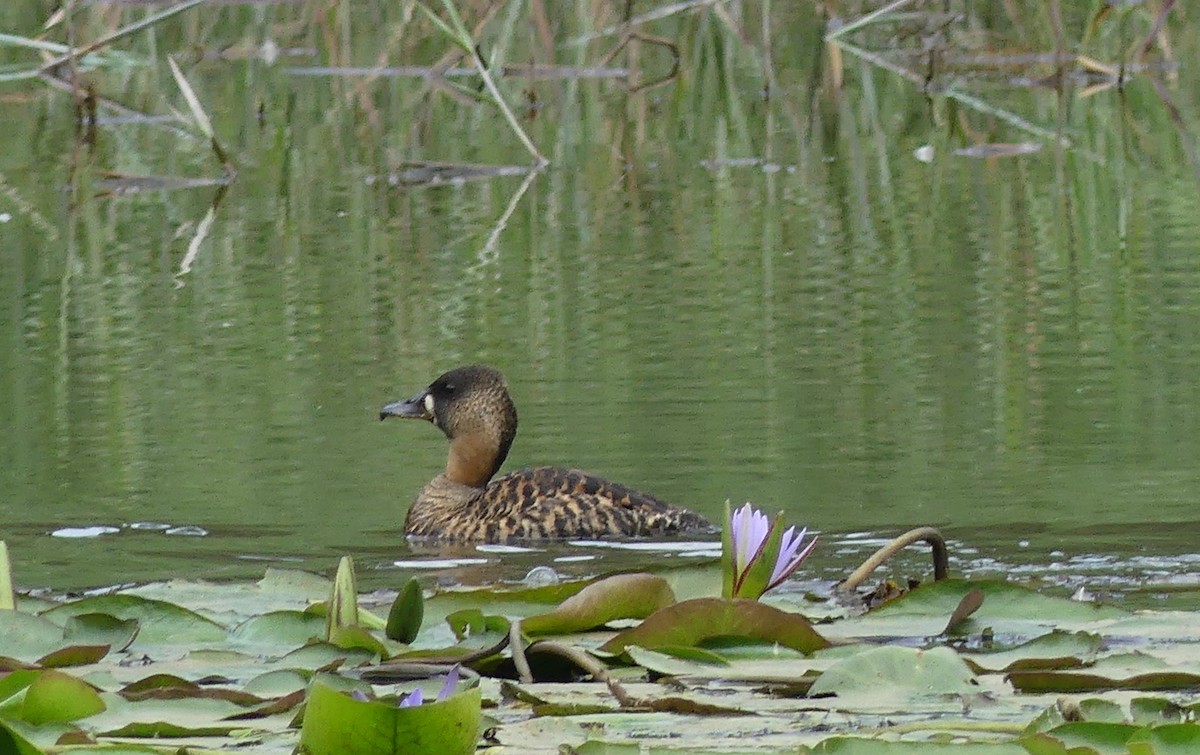 White-backed Duck - ML641068393