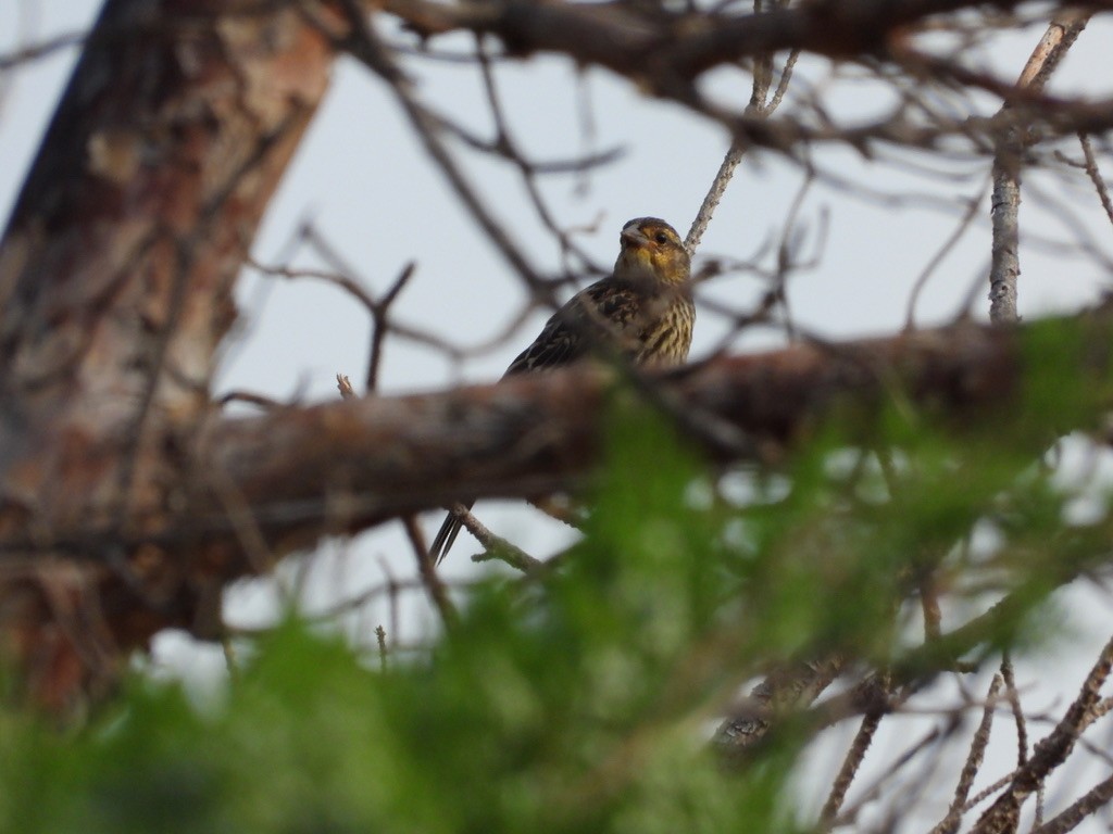 Red-winged Blackbird - ML641068396