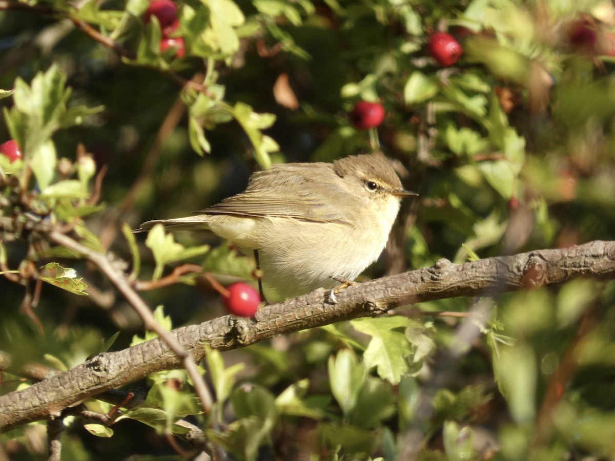 Common Chiffchaff (Common) - ML641068435