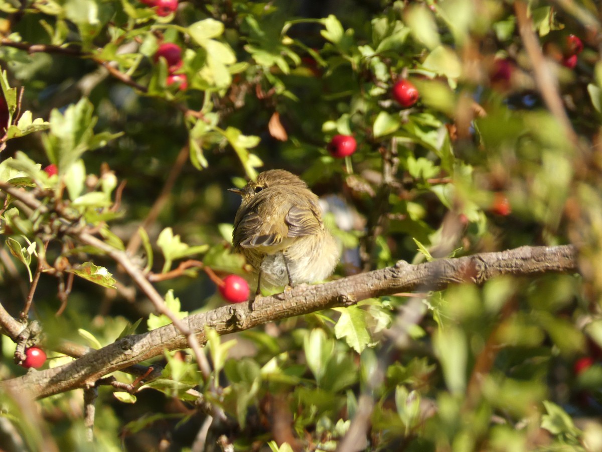 Common Chiffchaff (Common) - ML641068444