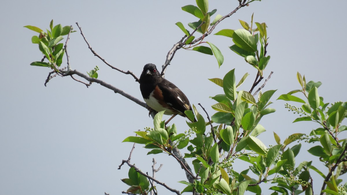 Eastern Towhee - ML641068451
