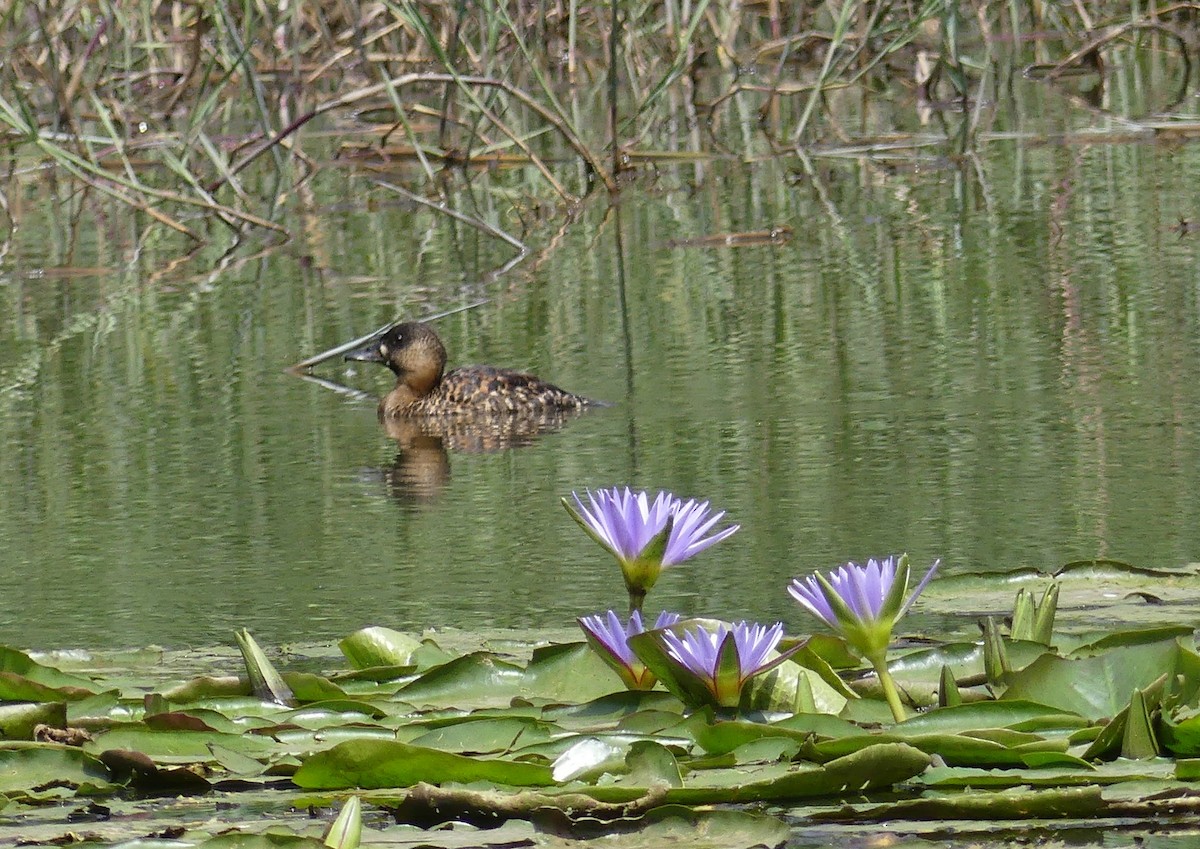 White-backed Duck - ML641068458