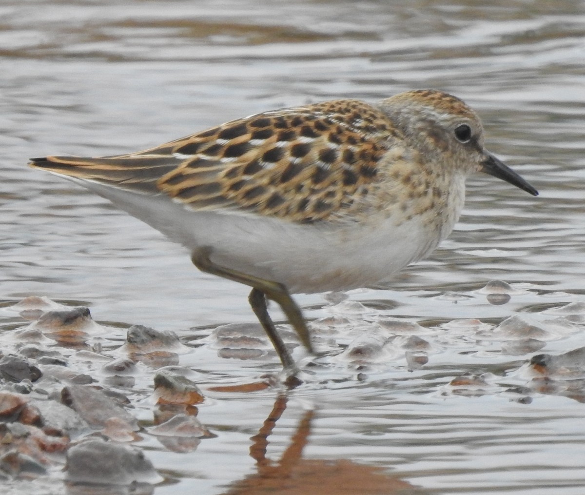 pygmésnipe - ML641068479
