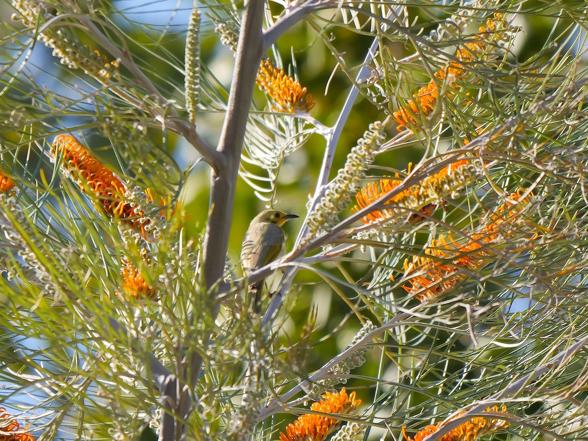 Yellow-tinted Honeyeater - ML641068510