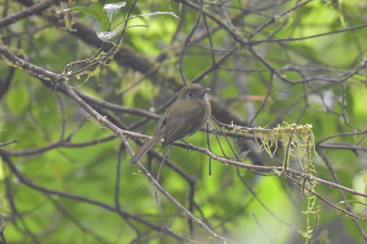 Eye-ringed Flatbill - ML641068532
