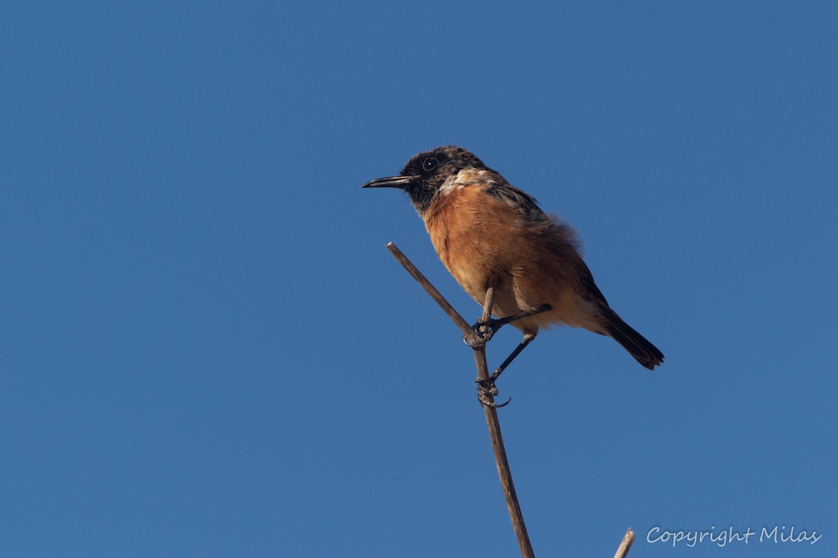 European Stonechat - ML641068536