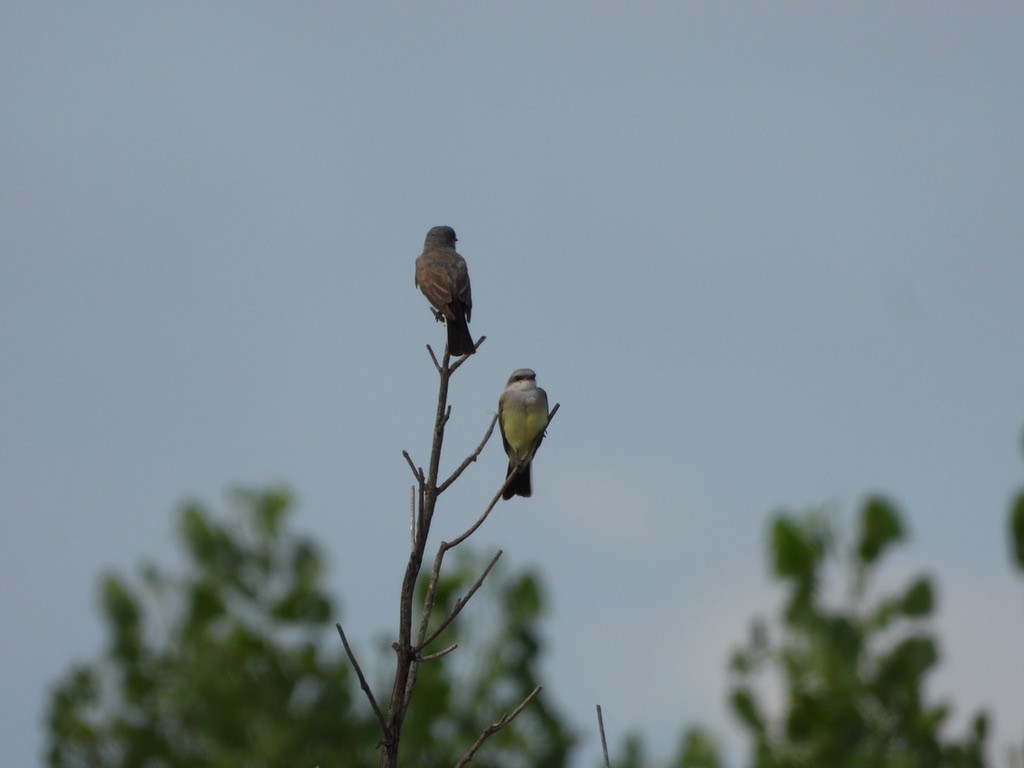Western Kingbird - ML641068563