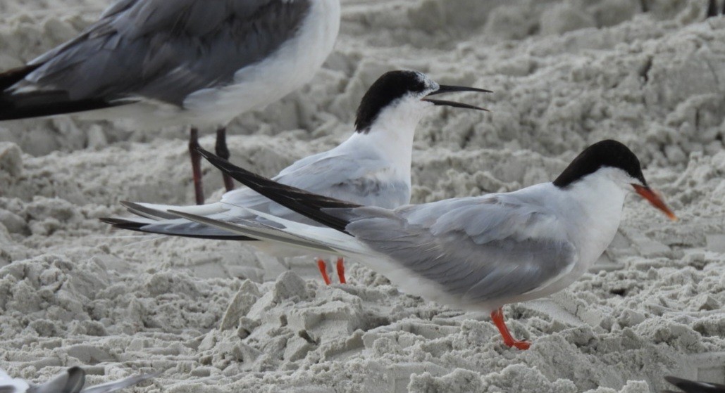 Roseate Tern - ML641068570