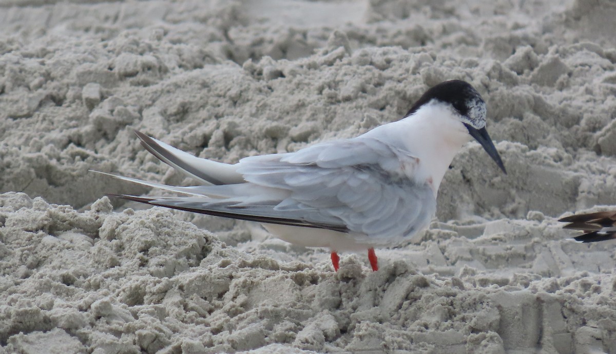 Roseate Tern - ML641068572