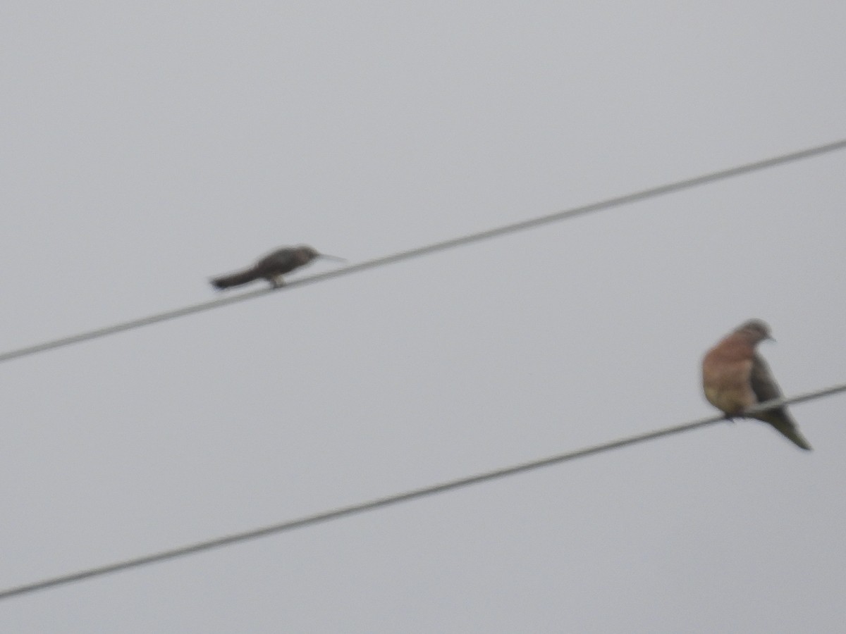 Giant Hummingbird - ML641068579