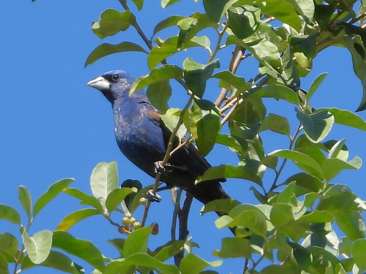 Blue Grosbeak - ML641068596