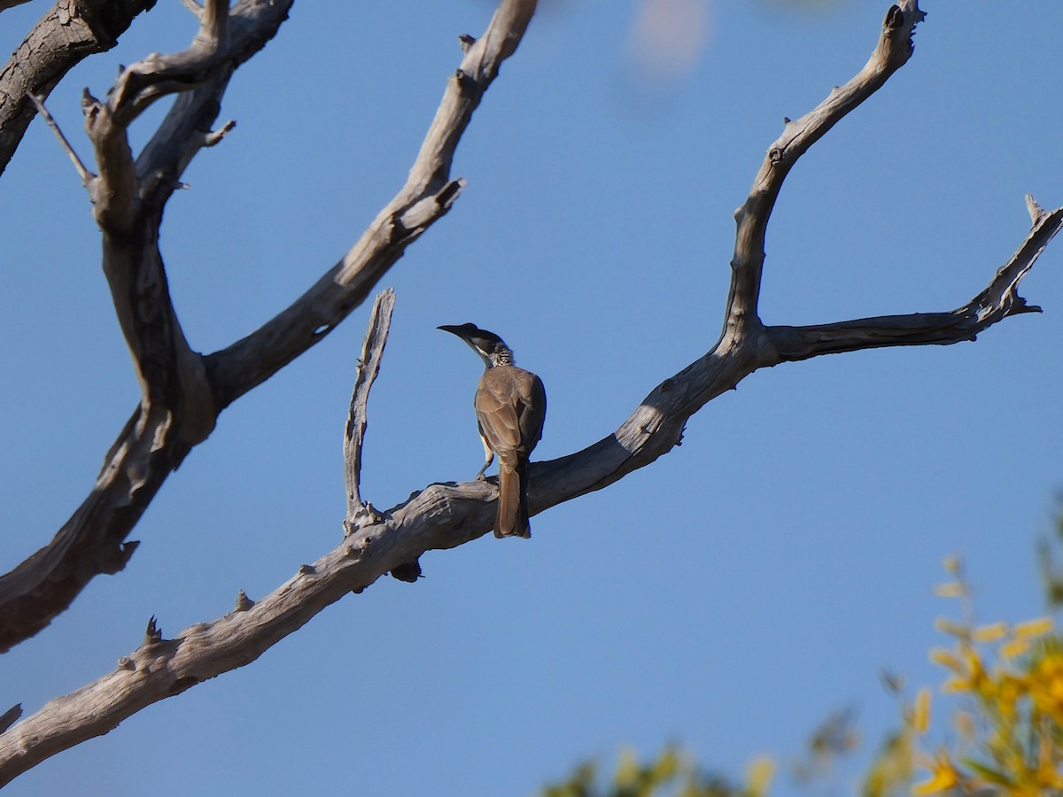 Silver-crowned Friarbird - ML641068652