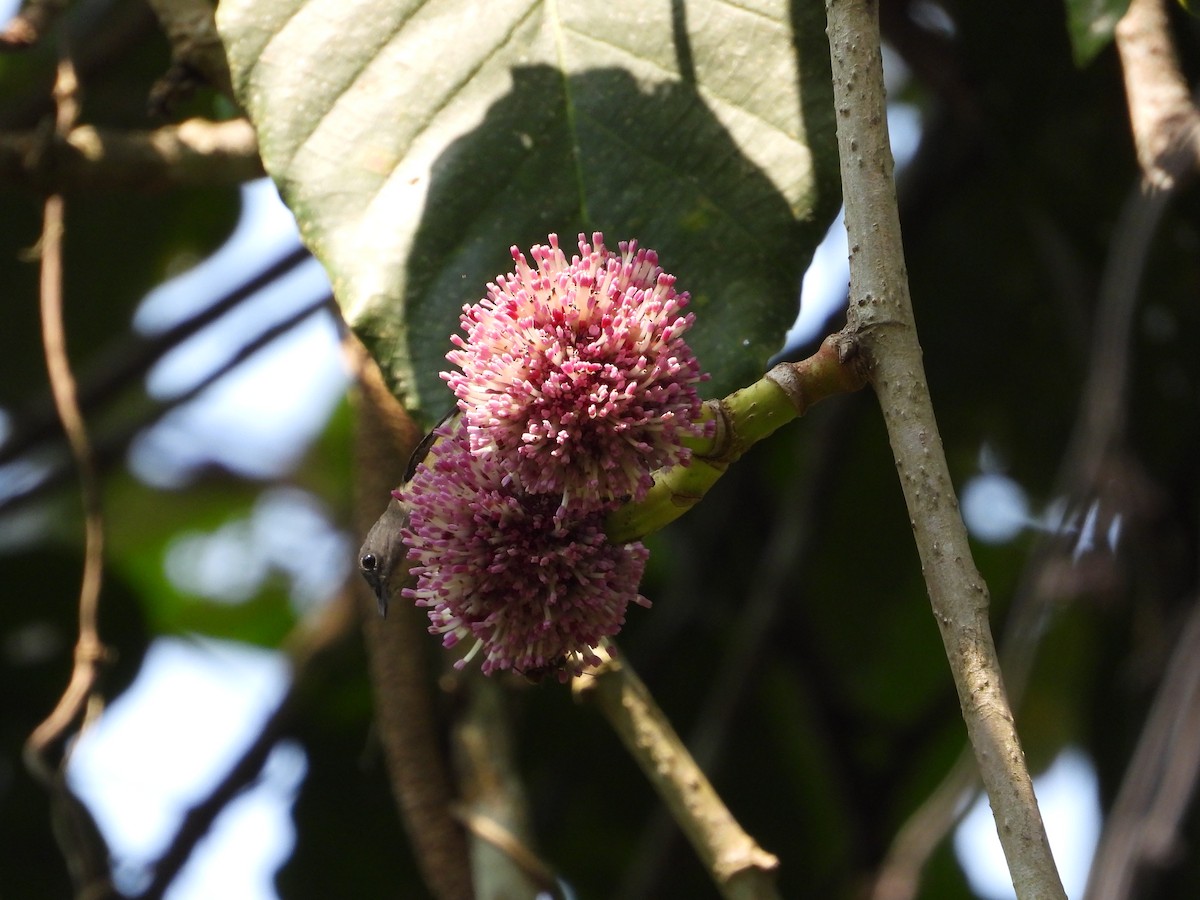 Cambodian Flowerpecker - ML641068660