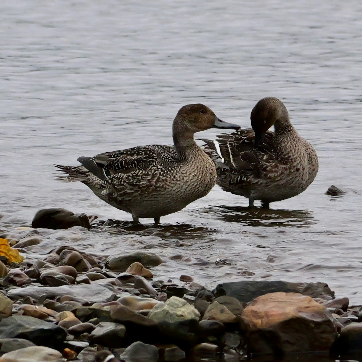 Northern Pintail - ML641068662