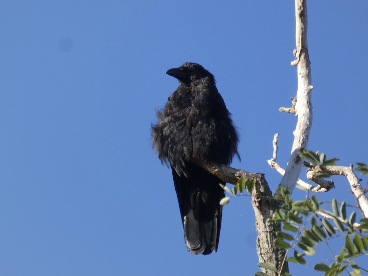 Carrion Crow (Western) - ML641068679