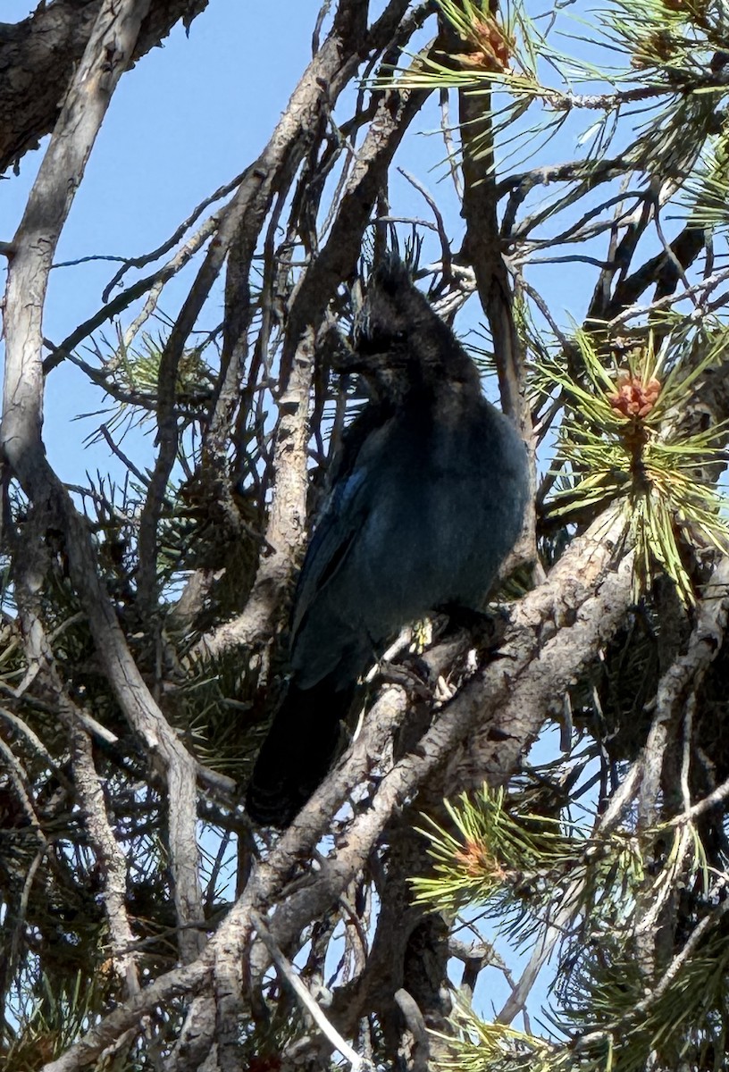 Steller's Jay - ML641068704