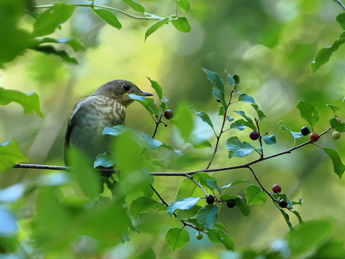 Gray-cheeked Thrush - ML641068711
