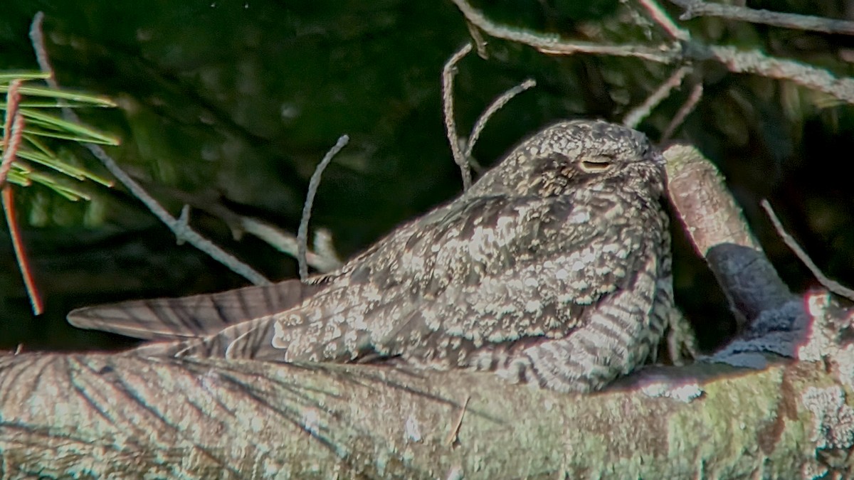 Common Nighthawk - ML641068756