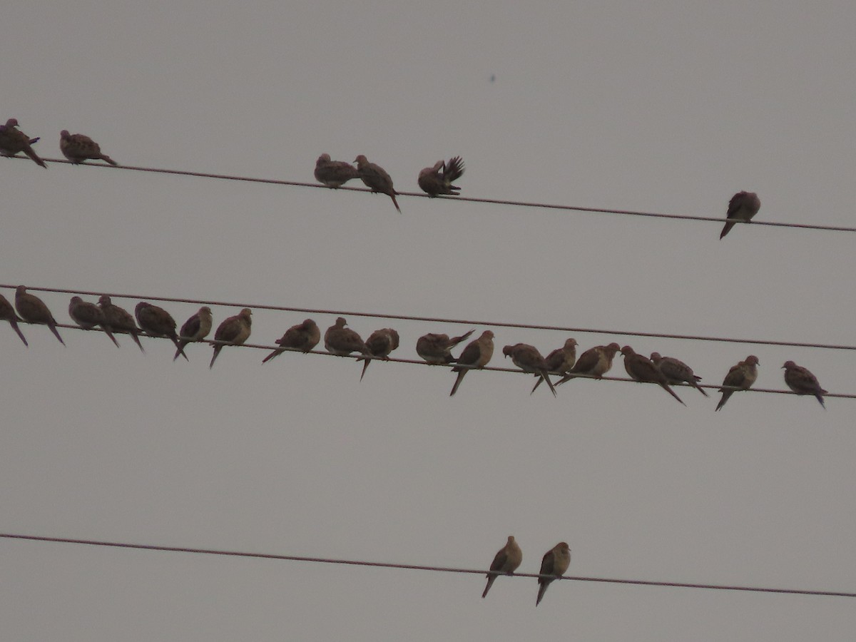 Mourning Dove - ML641068760