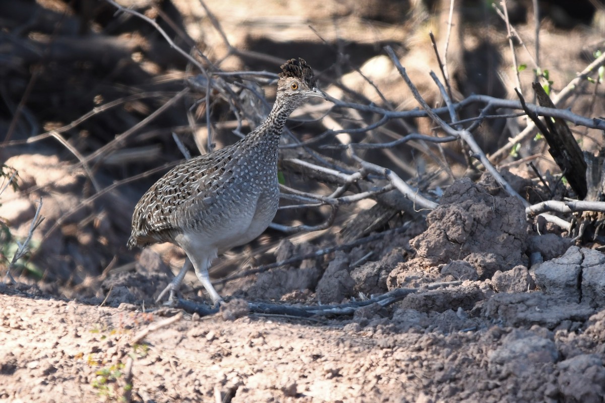 Brushland Tinamou - ML641068778