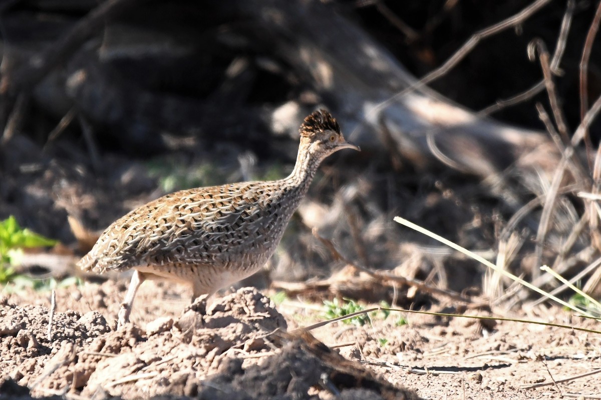 Brushland Tinamou - ML641068779