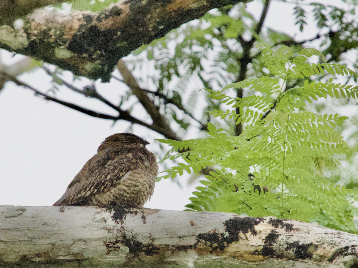Lesser Nighthawk - ML641068788