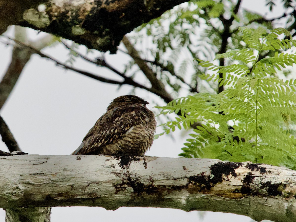 Lesser Nighthawk - ML641068789