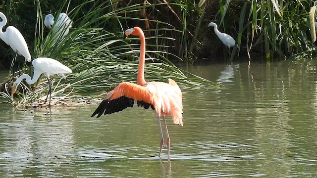 American Flamingo - ML641068801