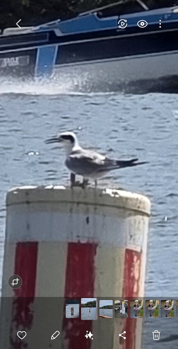 Forster's Tern - ML641068826