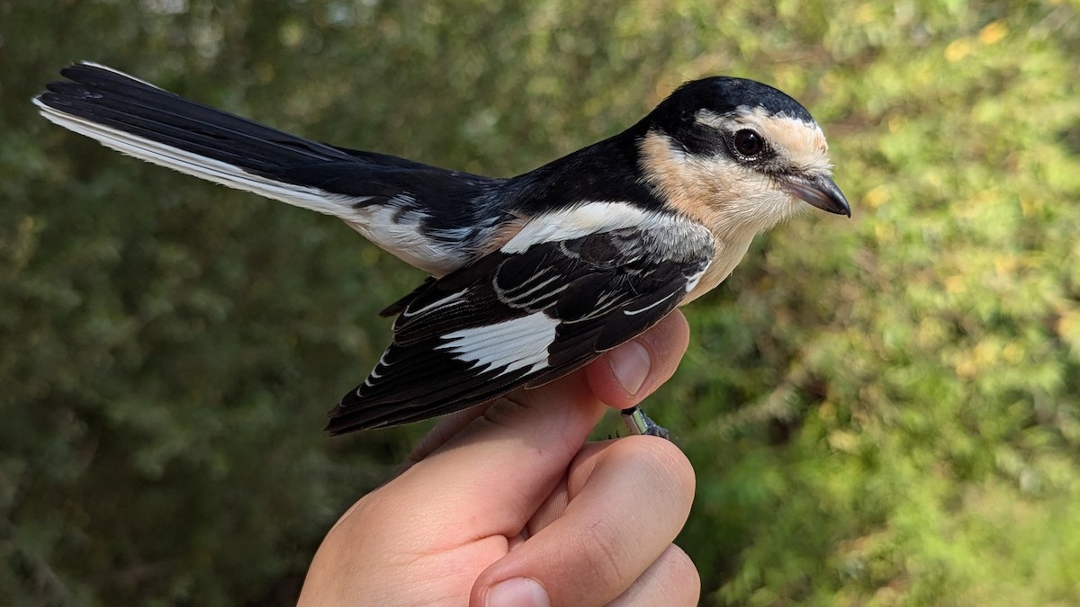 Masked Shrike - ML641068837