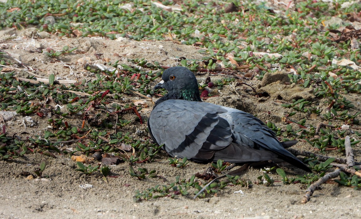Rock Pigeon (Feral Pigeon) - ML641068839