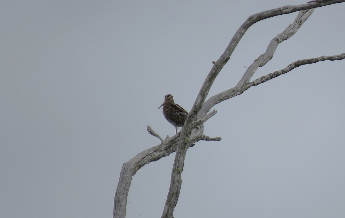 Wilson's Snipe - ML641068844